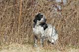 SETTER ANGLAIS 052